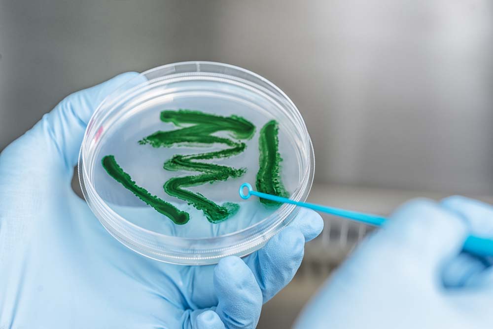 Petrischale mit cyanobakteriellem Biofilm © Andre Künzelmann, UFZ
